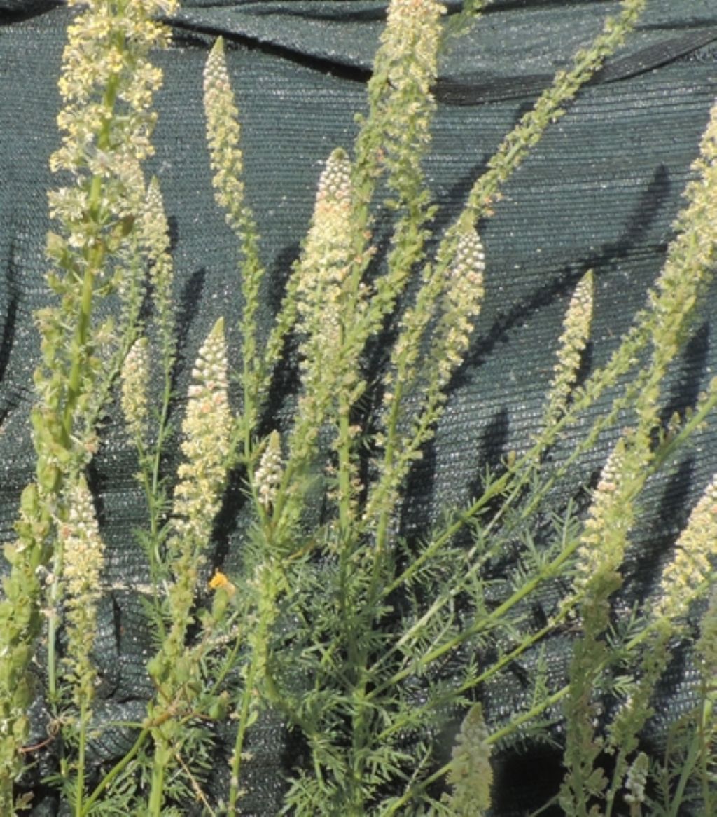 Fiori di dune:  Reseda alba (Resedaceae)